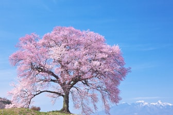 山梨県わに塚の桜