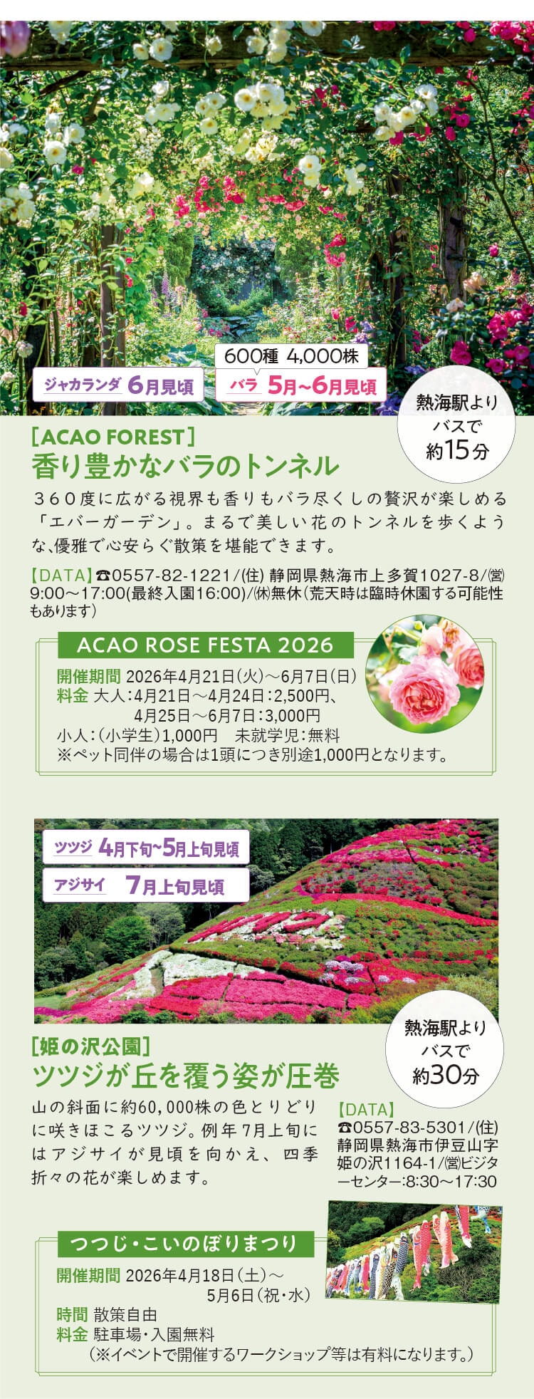 ACAO ROSE FESTA 2026【ACAO FOREST】香り豊かなバラのトンネル / つつじ·こいのぼりまつり【姫の沢公園]】ツツジが丘を覆う姿が圧巻