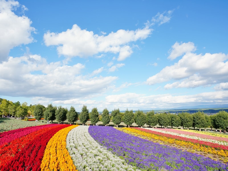 ファーム富田の花畑