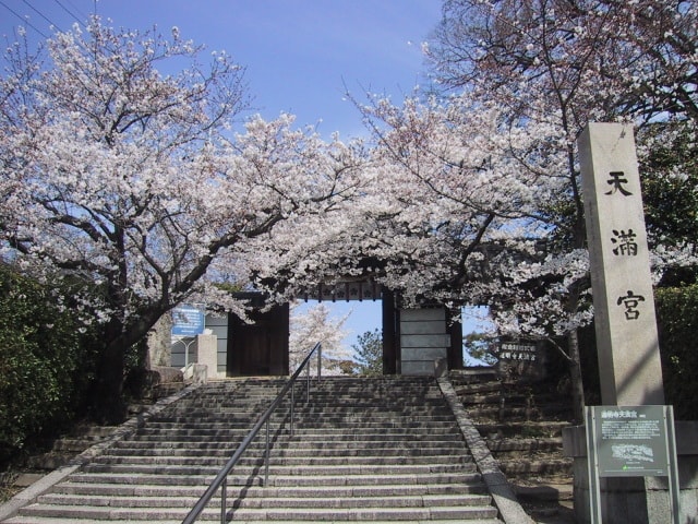 桜 見ごろ 道明寺天満宮 大阪府 の観光イベント情報 ゆこゆこ