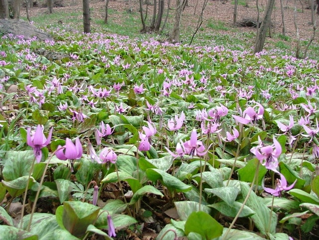 かたくりの花まつり 栃木県 の観光イベント情報 ゆこゆこ