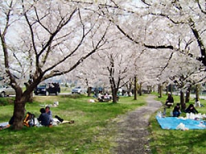 桜 見ごろ 石川公園 新潟県 の観光イベント情報 ゆこゆこ