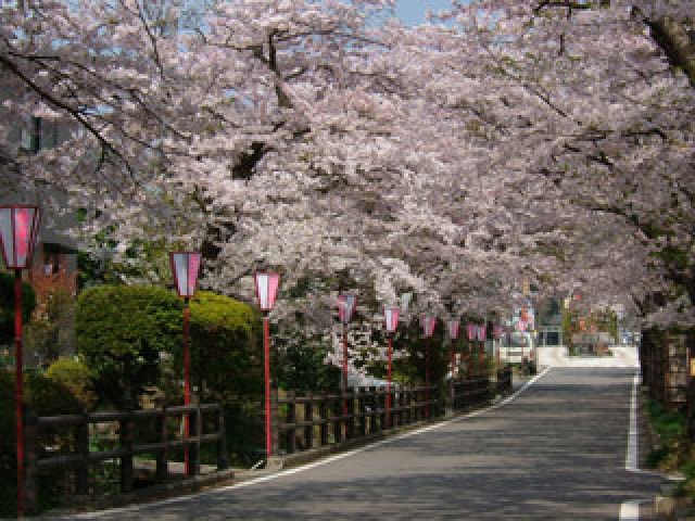 桜 見ごろ 岳温泉 桜坂 福島県 の観光イベント情報 ゆこゆこ
