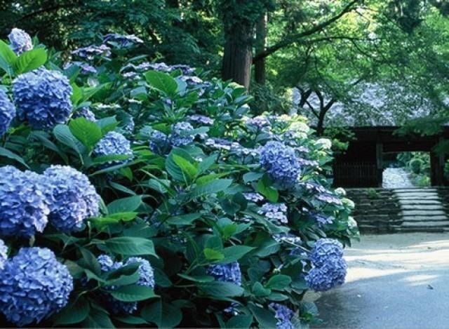 東大寺別院阿弥陀寺 あじさいまつり 山口県 の観光イベント情報 ゆこゆこ