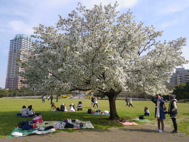 桜 見ごろ 幕張海浜公園 千葉県 の観光イベント情報 ゆこゆこ