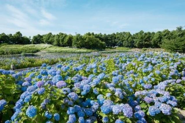 なばなの里 あじさい 花しょうぶまつり 三重県 の観光イベント情報 ゆこゆこ