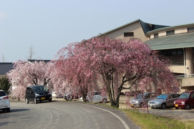 しだれ桜の里まつり 鳥取県 の観光イベント情報 ゆこゆこ