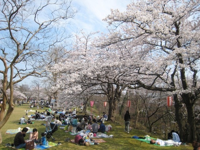 赤坂山公園 観桜会 新潟県 の観光イベント情報 ゆこゆこ