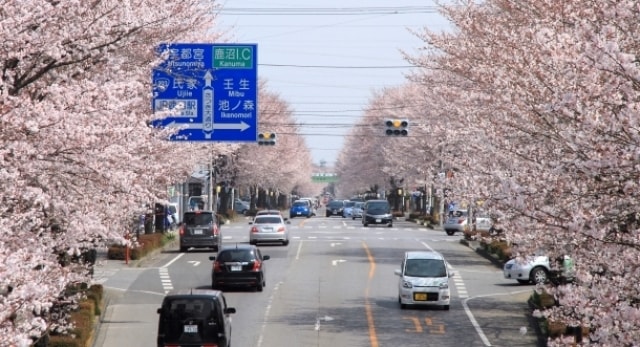 桜 見ごろ さつき大通り 栃木県 の観光イベント情報 ゆこゆこ