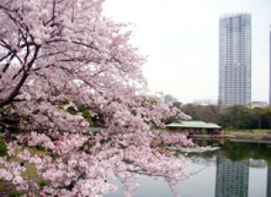 桜 見ごろ 浜離宮恩賜庭園 東京都 の観光イベント情報 ゆこゆこ