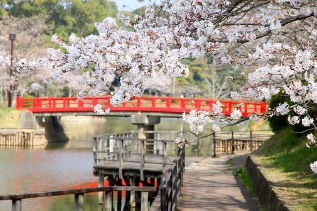 桜 見ごろ 甘木公園 福岡県 の観光イベント情報 ゆこゆこ 桜 見ごろ 甘木公園 福岡県 の観光イベント情報 ゆこゆこ