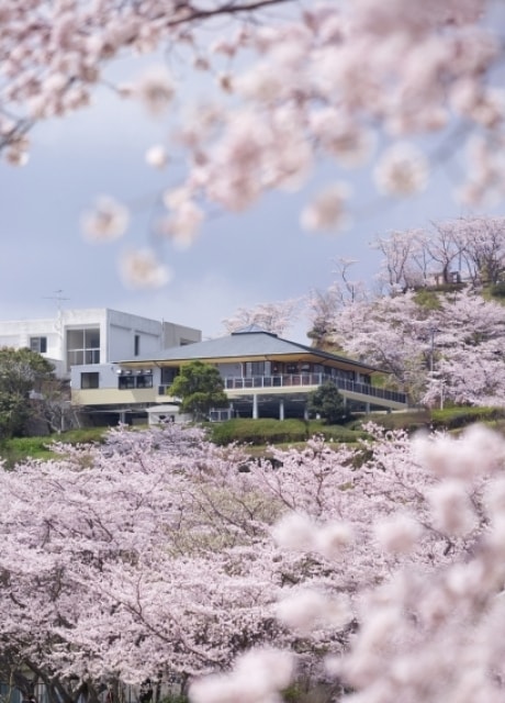 桜 見ごろ 丸岡公園 鹿児島県 の観光イベント情報 ゆこゆこ