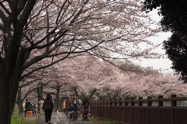 さいたま新都心東エリアの桜回廊を観る 埼玉県 の観光イベント情報 ゆこゆこ