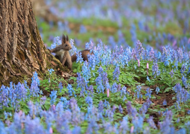 花 見ごろ 浦臼神社 カタクリ エゾエンゴサク 北海道 の観光イベント情報 ゆこゆこ