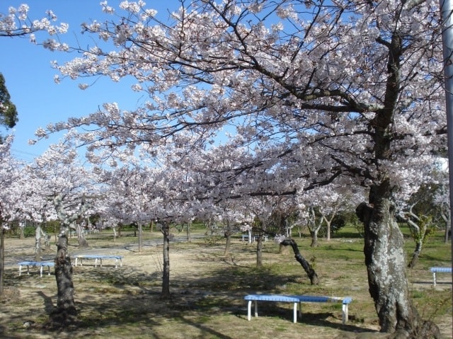 桜 見ごろ 梅津寺公園 愛媛県 の観光イベント情報 ゆこゆこ