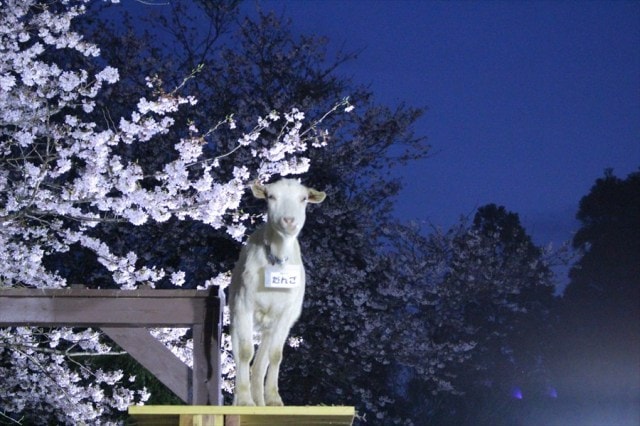 夜桜ライトアップ 成田ゆめ牧場 千葉県 の観光イベント情報 ゆこゆこ