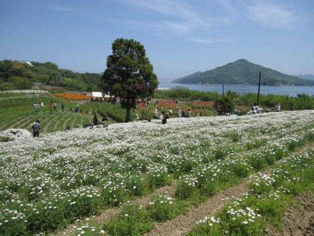 フラワーパーク浦島 春の花摘みイベント 香川県 の観光イベント情報 ゆこゆこ