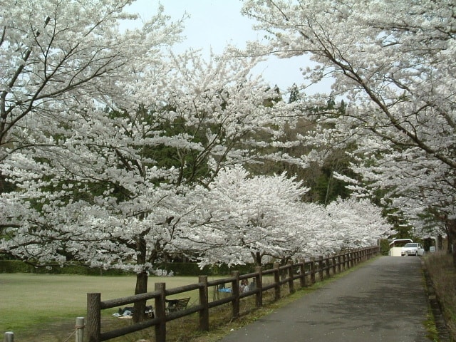 桜 見ごろ しらさぎ森林公園 新潟県 の観光イベント情報 ゆこゆこ