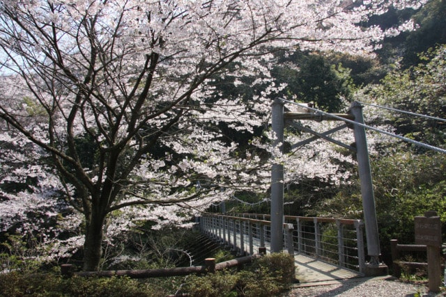 桜 見ごろ 音無山 三重県 の観光イベント情報 ゆこゆこ