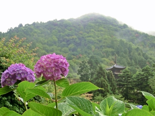 あじさい 見ごろ あじさい寺 岡山県 の観光イベント情報 ゆこゆこ