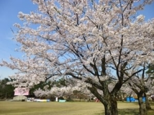 桜 見ごろ 悠久山公園 新潟県 の観光イベント情報 ゆこゆこ