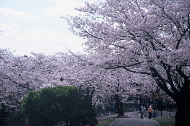 桜 見ごろ 長野市 城山公園 長野県 の観光イベント情報 ゆこゆこ