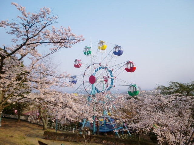 桜 見ごろ かみね公園 茨城県 の観光イベント情報 ゆこゆこ