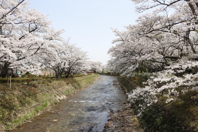 桜 見ごろ 笹原川千本桜 福島県 の観光イベント情報 ゆこゆこ