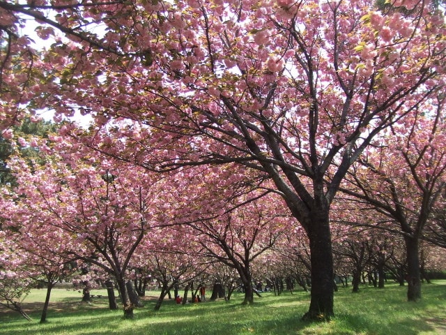 桜 見ごろ 浜寺公園 大阪府 の観光イベント情報 ゆこゆこ