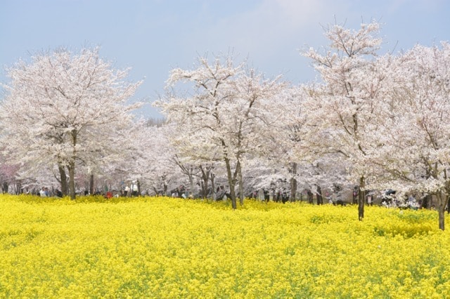 赤城南面千本桜まつり 群馬県 の観光イベント情報 ゆこゆこ