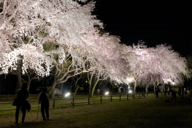桜 見ごろ 敷島公園 前橋市 群馬県 の観光イベント情報 ゆこゆこ 桜 見ごろ 敷島公園 前橋市 群馬県 の観光イベント情報 ゆこゆこ