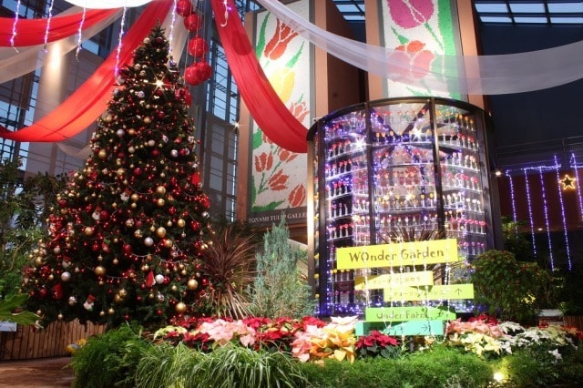 チューリップ四季彩館常設展 季節を彩る花々 クリスマス 富山県 の観光イベント情報 ゆこゆこ