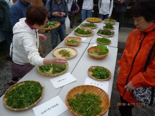 春の野草観察と天ぷらを楽しむ会 五楽体験事業 埼玉県 の観光イベント情報 ゆこゆこ