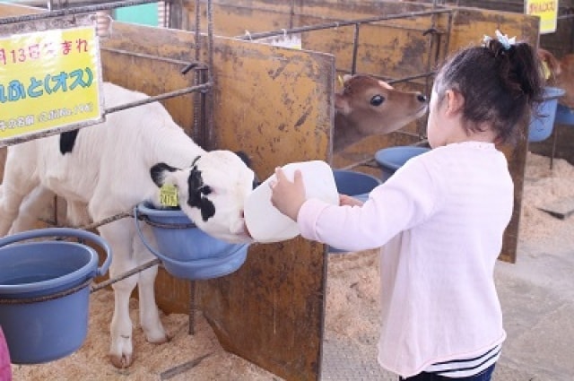 成田ゆめ牧場 牛さんの飼育係 4月 千葉県 の観光イベント情報 ゆこゆこ