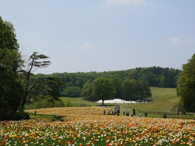 花 見ごろ 国営武蔵丘陵森林公園 アイスランドポピー 埼玉県 の観光イベント情報 ゆこゆこ