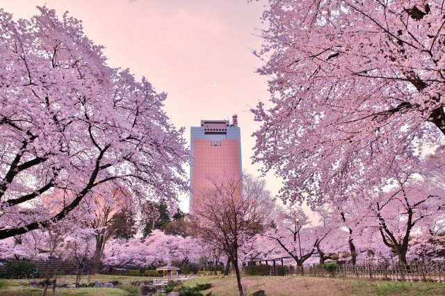 桜 見ごろ 楽歩堂前橋公園 群馬県 の観光イベント情報 ゆこゆこ