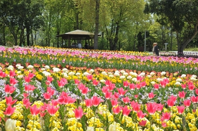 国営讃岐まんのう公園 春らんまんフェスタ19 香川県 の観光イベント情報 ゆこゆこ