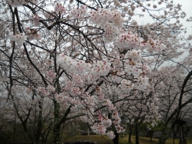 桜 見ごろ 源氏山公園 静岡県 の観光イベント情報 ゆこゆこ