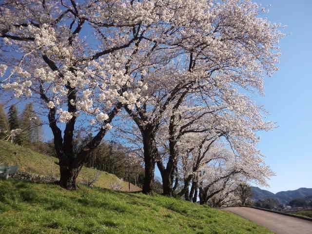 桜 見ごろ 狩野川さくら公園 静岡県 の観光イベント情報 ゆこゆこ