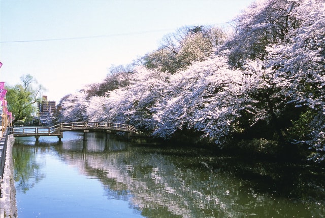 桜 見ごろ 高岡古城公園 富山県 の観光イベント情報 ゆこゆこ