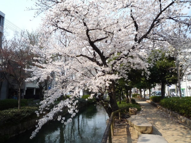 桜 見ごろ 西川緑道公園 岡山県 の観光イベント情報 ゆこゆこ