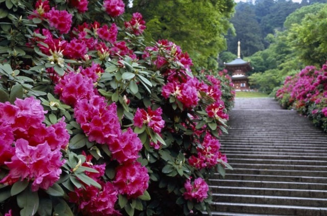 勝尾寺 しゃくなげまつり 大阪府 の観光イベント情報 ゆこゆこ