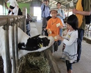 成田ゆめ牧場 牛さんの飼育係 5月 千葉県 の観光イベント情報 ゆこゆこ