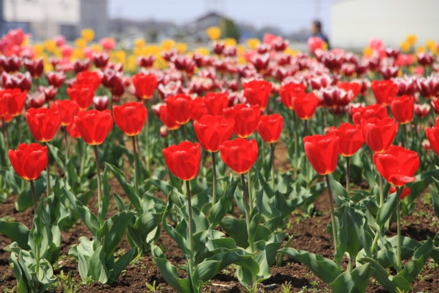 花のオアシスフェア チューリップ祭り 埼玉県 の観光イベント情報 ゆこゆこ