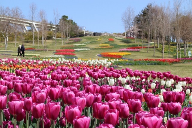 花 見ごろ 淡路島国営明石海峡公園 チューリップ 兵庫県 の観光イベント情報 ゆこゆこ