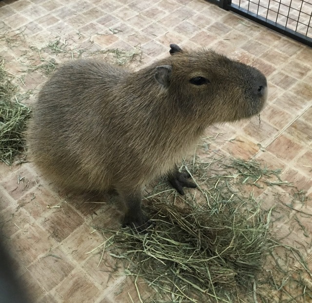 体感 ふれあい動物園 ライフズー カピバラさんお誕生日記念イベント 千葉県 の観光イベント情報 ゆこゆこ