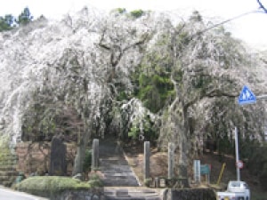 桜 見ごろ 小松寺のしだれ桜 茨城県 の観光イベント情報 ゆこゆこ