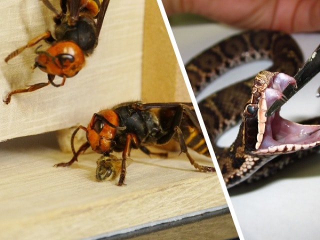 日本の有毒危険生物展 はちみつ石けんづくり 神奈川県 の観光イベント情報 ゆこゆこ