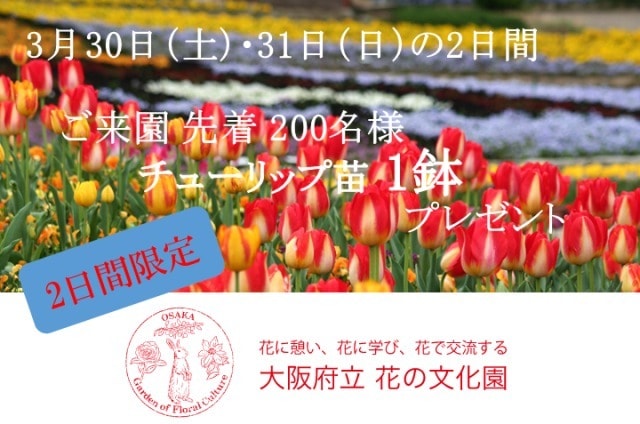 チューリップ苗1鉢プレゼント 大阪府 の観光イベント情報 ゆこゆこ