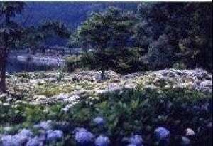 あじさい 見ごろ 余呉湖あじさい園 滋賀県 の観光イベント情報 ゆこゆこ あじさい 見ごろ 余呉湖あじさい園 滋賀県 の観光イベント情報 ゆこゆこ